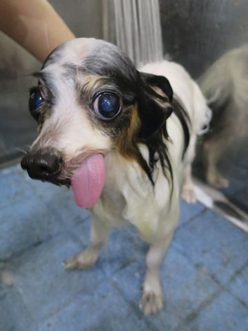パピヨントリミング文京区フントヒュッテ駒込hundehutte東京パピヨンシャンプー画像パピヨントリミングサロン都内パピヨントリミング料金_1.jpg