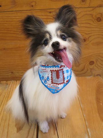 パピヨントリミング文京区フントヒュッテ駒込hundehutte東京パピヨンシャンプー画像パピヨントリミングサロン都内パピヨントリミング料金_2.jpg