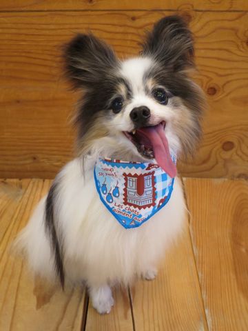 パピヨントリミング文京区フントヒュッテ駒込hundehutte東京パピヨンシャンプー画像パピヨントリミングサロン都内パピヨントリミング料金_3.jpg