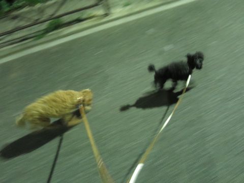 トイ・プードルペットホテル都内フントヒュッテ駒込犬おあずかり様子おさんぽ文京区hundehutte東京ドッグホテルトイプードル犬ホテル料金ペットホテルblog_70.jpg