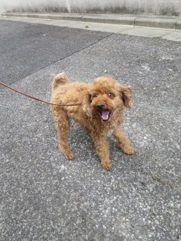 トイ・プードルペットホテル都内フントヒュッテ駒込犬おあずかり様子おさんぽ文京区hundehutte東京ドッグホテルトイプードル犬ホテル料金ペットホテルblog_97.jpg
