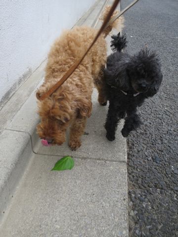 トイ・プードルペットホテル都内フントヒュッテ駒込犬おあずかり様子おさんぽ文京区hundehutte東京ドッグホテルトイプードル犬ホテル料金ペットホテルblog_99.jpg
