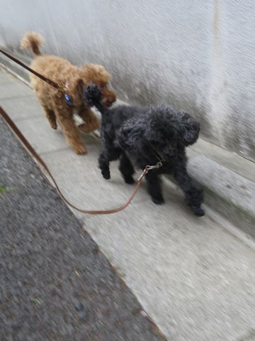 トイ・プードルペットホテル都内フントヒュッテ駒込犬おあずかり様子おさんぽ文京区hundehutte東京ドッグホテルトイプードル犬ホテル料金ペットホテルblog_100.jpg