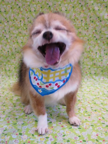 チワワペットホテル都内フントヒュッテ駒込犬おあずかり様子おさんぽ文京区hundehutte東京ドッグホテルチワワ犬ホテル料金ペットホテルblogかわいいチワワトリミング_13.jpg