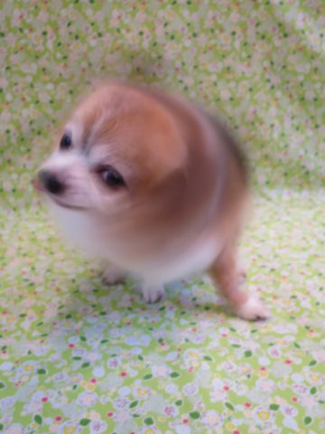 チワワペットホテル都内フントヒュッテ駒込犬おあずかり様子おさんぽ文京区hundehutte東京ドッグホテルチワワ犬ホテル料金ペットホテルblogかわいいチワワトリミング_14.jpg