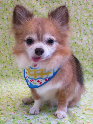 チワワペットホテル都内フントヒュッテ駒込犬おあずかり様子おさんぽ文京区hundehutte東京ドッグホテルチワワ犬ホテル料金ペットホテルblogかわいいチワワトリミング_15.jpg