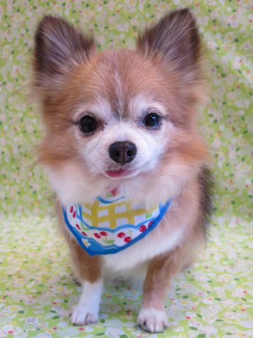 チワワペットホテル都内フントヒュッテ駒込犬おあずかり様子おさんぽ文京区hundehutte東京ドッグホテルチワワ犬ホテル料金ペットホテルblogかわいいチワワトリミング_16.jpg