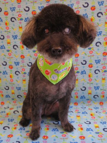 ミックス犬トリミングハーフ犬都内トイプーとシュナウザーのミックス犬トリミング文京区フントヒュッテ駒込シュナプーミックス犬トリミング料金画像hundehutte東京_1.jpg