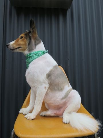 シェットランドシープドッグトリミング文京区フントヒュッテ東京シェルティサマーカット画像犬暑さ対策シェットランド・シープドッグサマーカット駒込hundehutte1.jpg