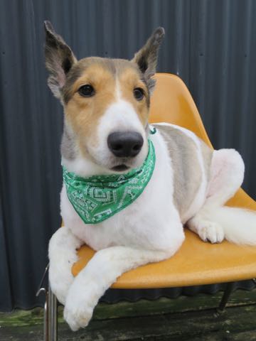 シェットランドシープドッグトリミング文京区フントヒュッテ東京シェルティサマーカット画像犬暑さ対策シェットランド・シープドッグサマーカット駒込hundehutte2.jpg