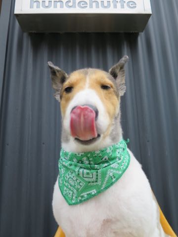 シェットランドシープドッグトリミング文京区フントヒュッテ東京シェルティサマーカット画像犬暑さ対策シェットランド・シープドッグサマーカット駒込hundehutte3.jpg