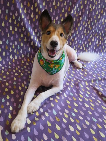 シェットランドシープドッグトリミング文京区フントヒュッテ東京シェルティサマーカット画像犬暑さ対策シェットランド・シープドッグサマーカット駒込hundehutte4.jpg