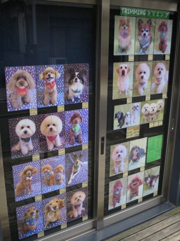 シェットランドシープドッグトリミング文京区フントヒュッテ東京シェルティサマーカット画像犬暑さ対策シェットランド・シープドッグサマーカット駒込hundehutte5.jpg
