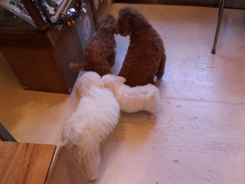 ビションフリーゼ子犬フントヒュッテこいぬ家族募集里親関東_1600.jpg
