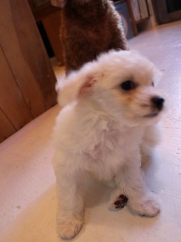 ビションフリーゼ子犬フントヒュッテこいぬ家族募集里親関東_1603.jpg