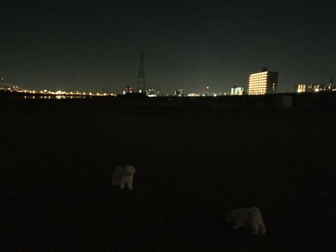 ビションフリーゼ子犬フントヒュッテこいぬ家族募集里親関東_2490.jpg