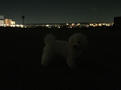 ビションフリーゼ子犬フントヒュッテこいぬ家族募集里親関東_2497.jpg