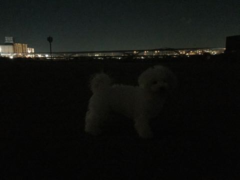 ビションフリーゼ子犬フントヒュッテこいぬ家族募集里親関東_2498.jpg