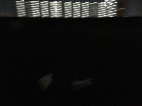 ビションフリーゼ子犬フントヒュッテこいぬ家族募集里親関東_2499.jpg