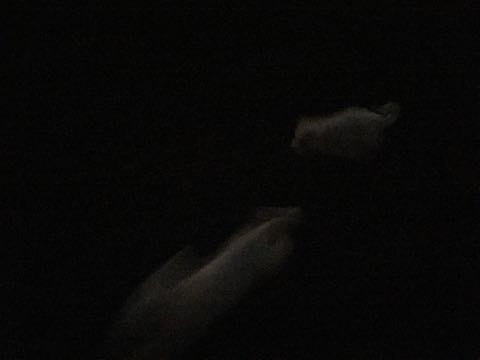 ビションフリーゼ子犬フントヒュッテこいぬ家族募集里親関東_2501.jpg