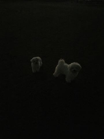 ビションフリーゼ子犬フントヒュッテこいぬ家族募集里親関東_2503.jpg