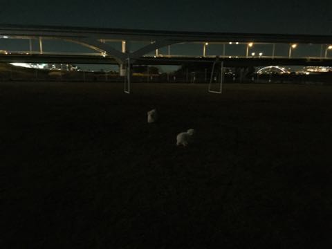 ビションフリーゼ子犬フントヒュッテこいぬ家族募集里親関東_2504.jpg