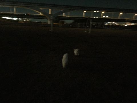 ビションフリーゼ子犬フントヒュッテこいぬ家族募集里親関東_2505.jpg