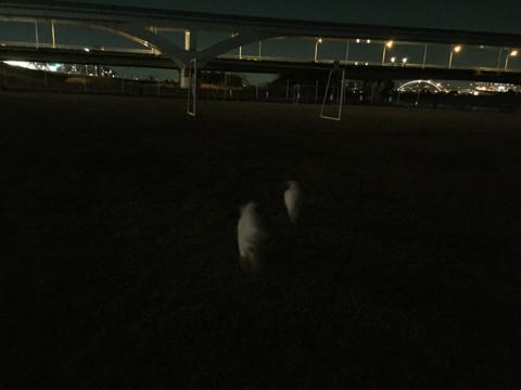 ビションフリーゼ子犬フントヒュッテこいぬ家族募集里親関東_2506.jpg