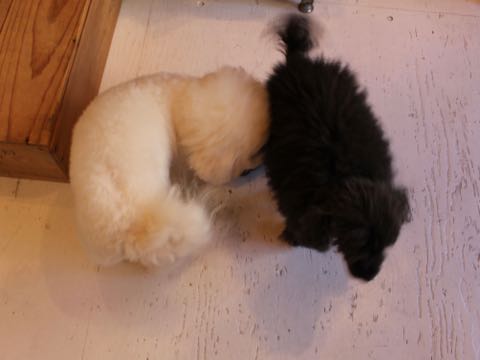ビションフリーゼ子犬フントヒュッテこいぬ家族募集里親関東_2611.jpg