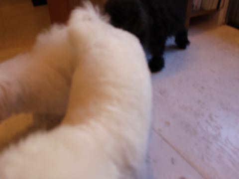 ビションフリーゼ子犬フントヒュッテこいぬ家族募集里親関東_2612.jpg