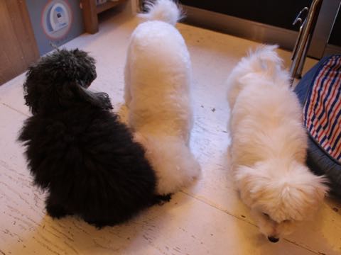 ビションフリーゼ子犬フントヒュッテこいぬ家族募集里親関東_2613.jpg