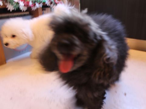 ビションフリーゼ子犬フントヒュッテこいぬ家族募集里親関東_2614.jpg