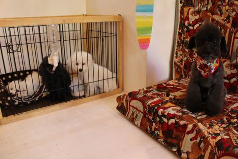 ビションフリーゼ子犬フントヒュッテこいぬ家族募集里親関東_2615.jpg