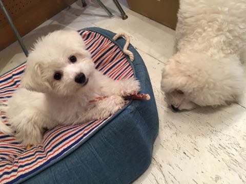ビションフリーゼ子犬フントヒュッテこいぬ家族募集里親関東_2785.jpg