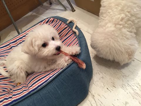 ビションフリーゼ子犬フントヒュッテこいぬ家族募集里親関東_2786.jpg
