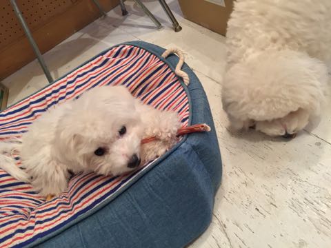 ビションフリーゼ子犬フントヒュッテこいぬ家族募集里親関東_2787.jpg