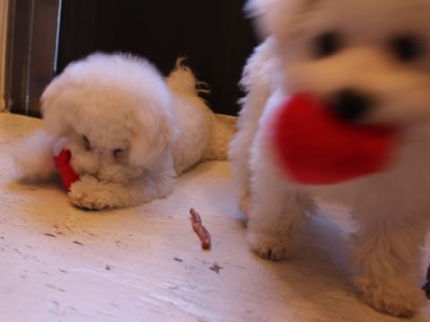 ビションフリーゼ子犬フントヒュッテこいぬ家族募集里親関東_2797.jpg