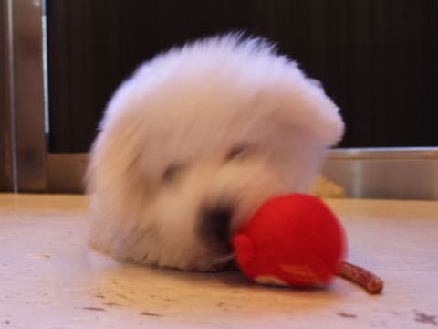 ビションフリーゼ子犬フントヒュッテこいぬ家族募集里親関東_2798.jpg