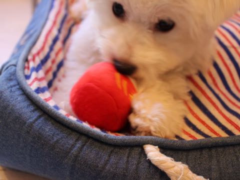 ビションフリーゼ子犬フントヒュッテこいぬ家族募集里親関東_2799.jpg