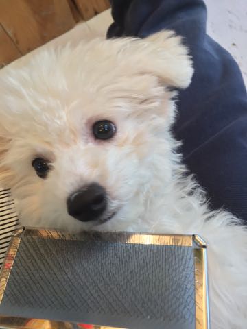 ビションフリーゼ子犬フントヒュッテこいぬ家族募集里親関東_2807.jpg