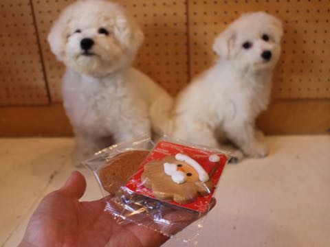 ビションフリーゼ子犬フントヒュッテこいぬ家族募集里親関東_2808.jpg