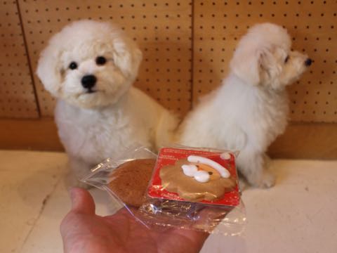 ビションフリーゼ子犬フントヒュッテこいぬ家族募集里親関東_2809.jpg
