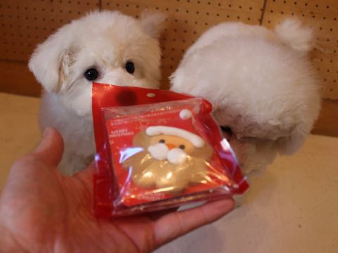 ビションフリーゼ子犬フントヒュッテこいぬ家族募集里親関東_2810.jpg
