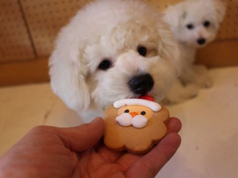 ビションフリーゼ子犬フントヒュッテこいぬ家族募集里親関東_2811.jpg