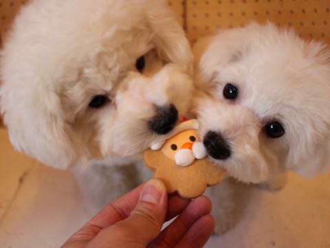 ビションフリーゼ子犬フントヒュッテこいぬ家族募集里親関東_2812.jpg
