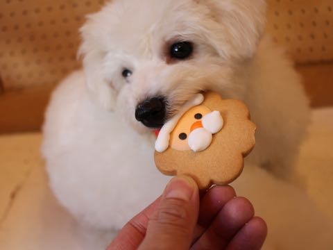 ビションフリーゼ子犬フントヒュッテこいぬ家族募集里親関東_2813.jpg