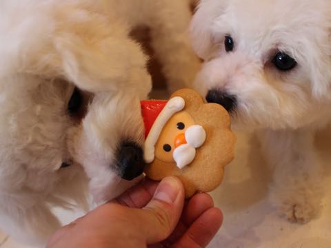 ビションフリーゼ子犬フントヒュッテこいぬ家族募集里親関東_2814.jpg