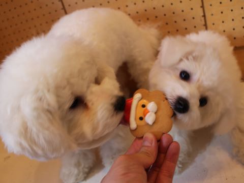 ビションフリーゼ子犬フントヒュッテこいぬ家族募集里親関東_2815.jpg