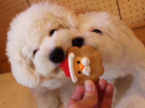 ビションフリーゼ子犬フントヒュッテこいぬ家族募集里親関東_2816.jpg