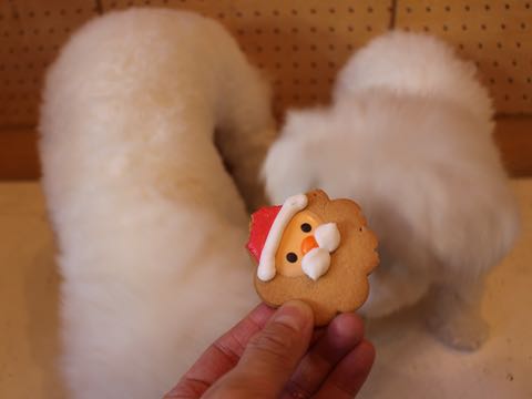 ビションフリーゼ子犬フントヒュッテこいぬ家族募集里親関東_2817.jpg